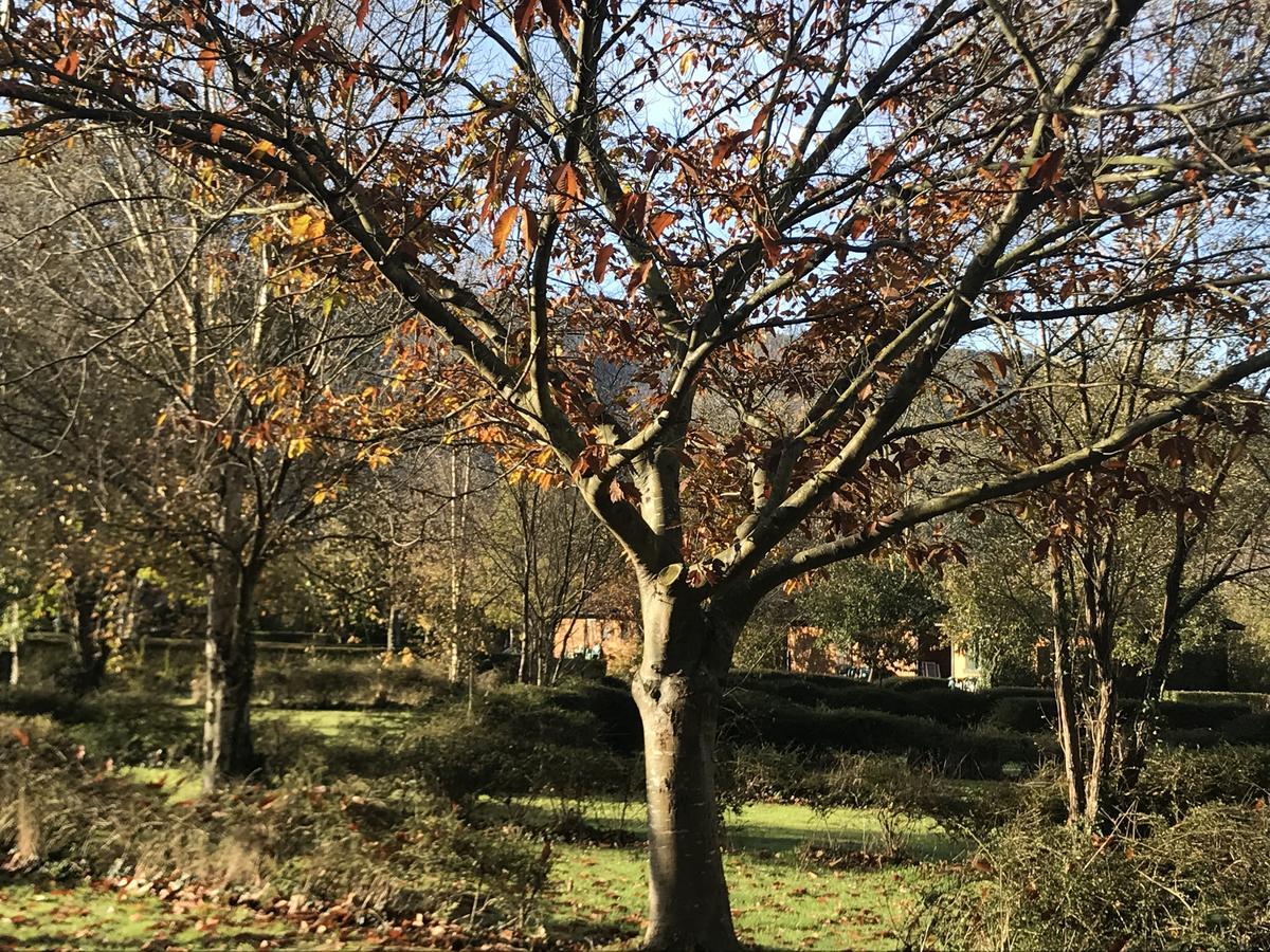 Camping Amaido San Tirso de Abres Exterior foto